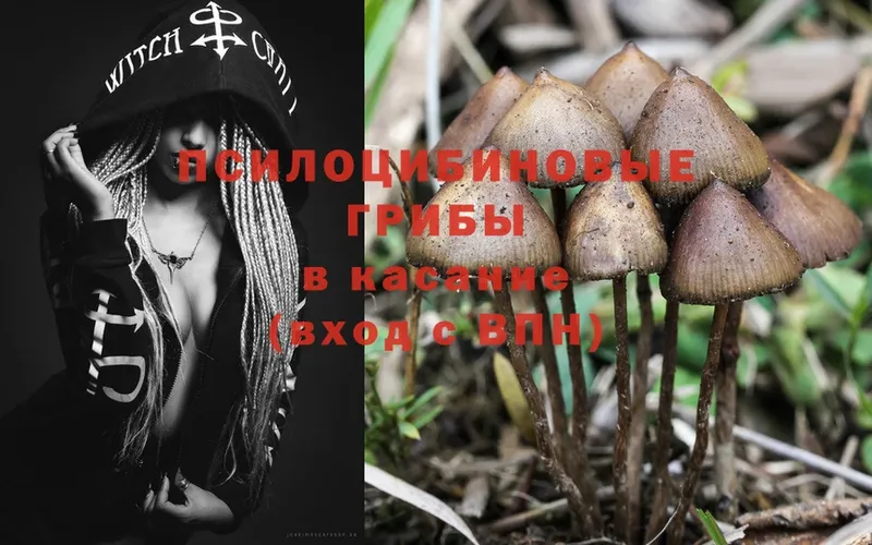 Псилоцибиновые грибы Psilocybine cubensis  Нижний Ломов 